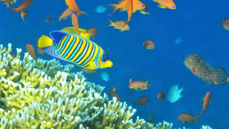 Egypt and the Red Sea Paradise Package