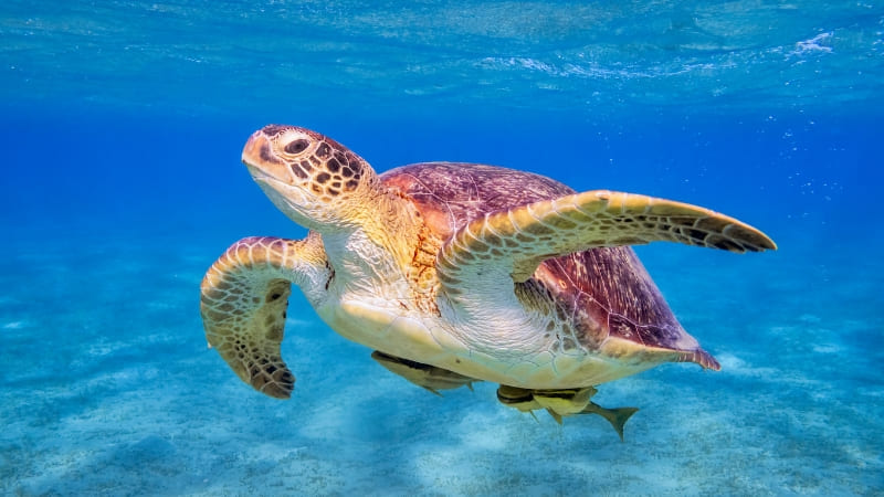 Dolphin Encounter: Sataya Reef Marsa Alam Dolphin House