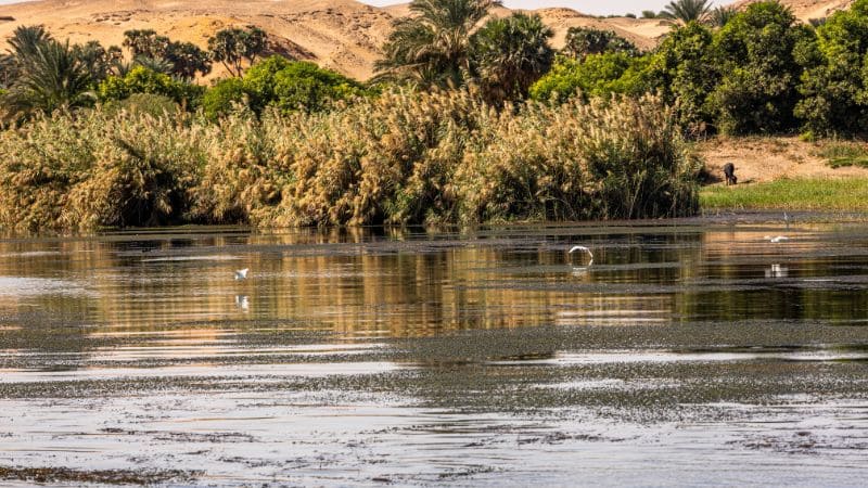 The lush banks of the Nile River with dense papyrus reeds in Egypt.