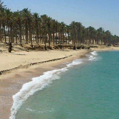 Oasis on the Shore A serene beach lined with palm trees bending slightly in the wind.