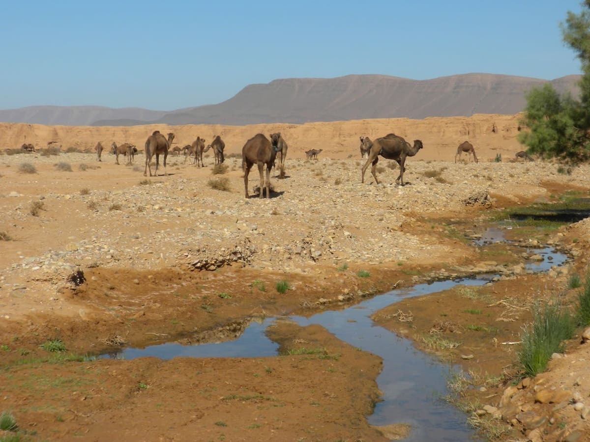 A scenic desert landscape with camels calmly standing and sitting on the sand, under a clear blue sky