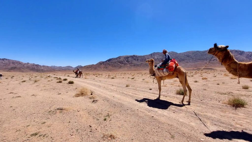 Sinai Desert Safaris