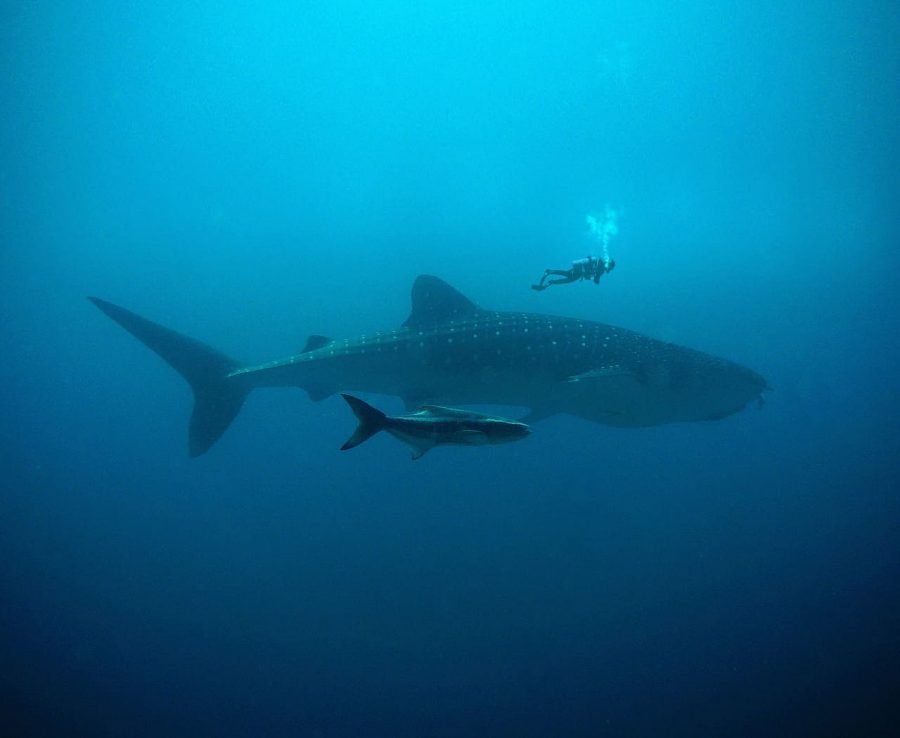 safety tips while diving in the red sea