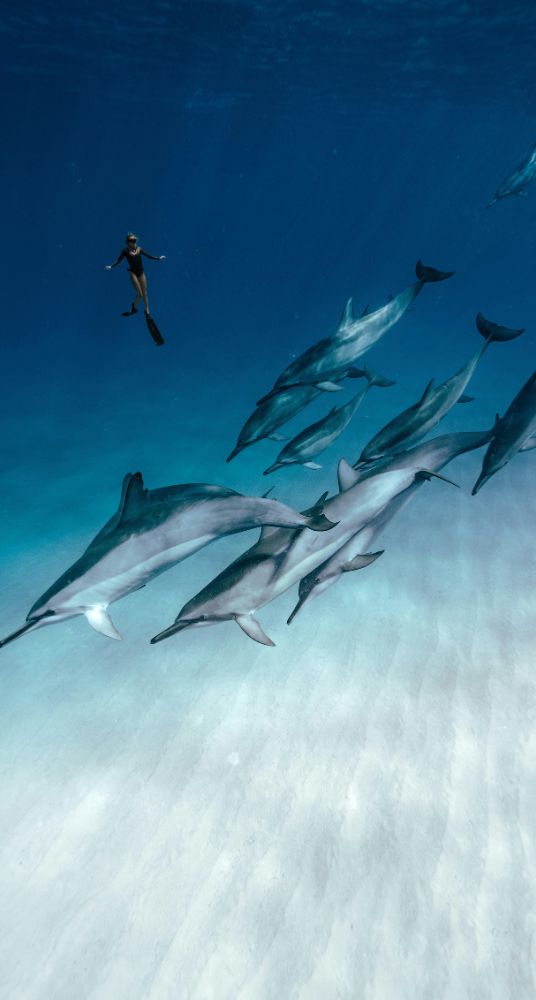 swimming with dolphins in the ocean