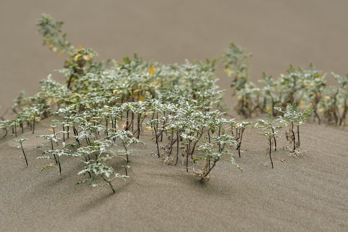 A diverse collection of unique and rare plants native to Egypt, displayed in a natural setting with various textures and vibrant green colors