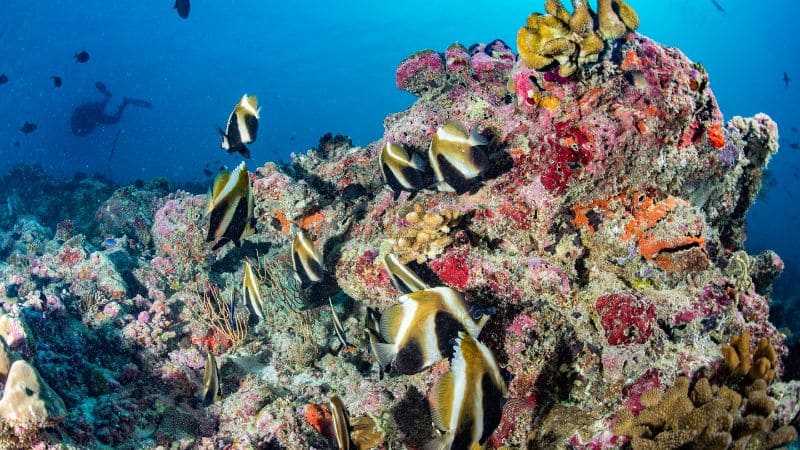 Tropical fish swimming around a colorful coral reef with clear blue water.