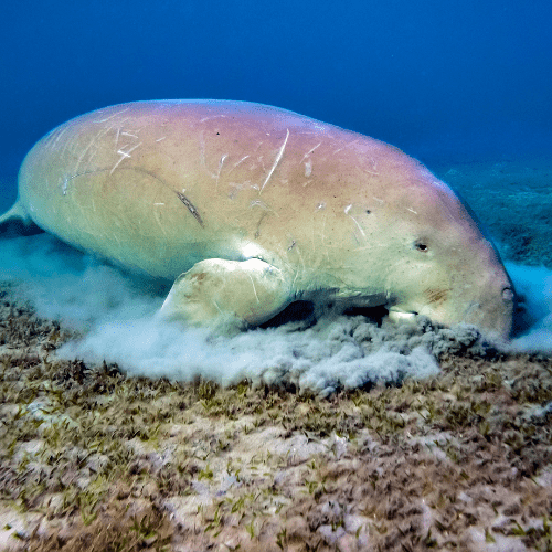 sataya reef