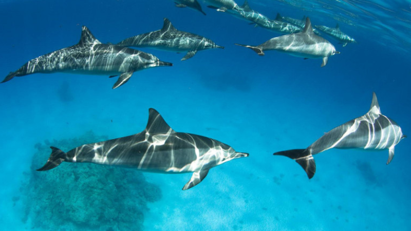 A pod of dolphins swimming elegantly through the clear blue ocean water.
